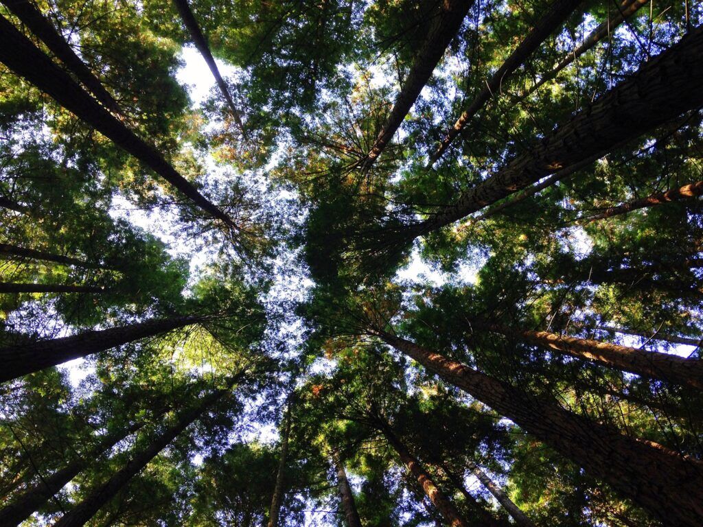 RDM Environmental LTD forest